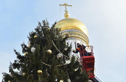 Ель полезные свойства и противопоказания