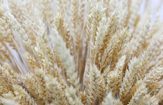 Лукашенко прибыл в Пхеньян для подписания договора о дружбе с КНДР