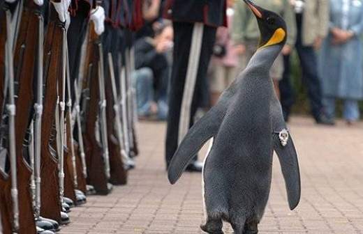 Пингвин стал генералом Королевской гвардии Норвегии