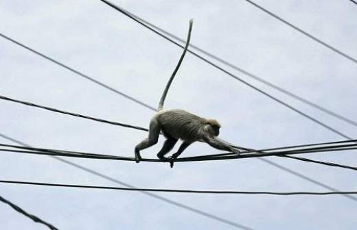 Одна обезьяна устроила трехчасовой блэкаут во всей Кении
