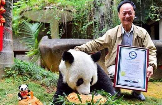 Старейшая панда в мире празднует день рождения