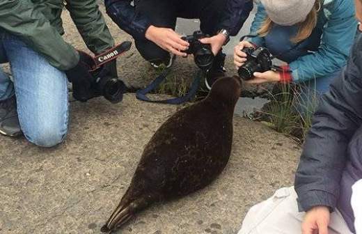 Отпущенный на волю детеныш нерпы Крошик вернулся к зоологам 