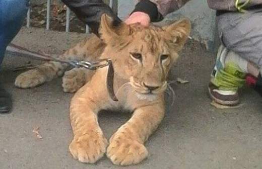 Спасатели поймали гулявшего по улицам Уфы львенка  