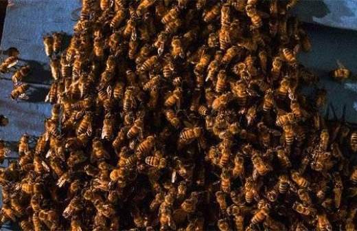 В Москве с территории детского сада вывезли 40 тыс. пчел