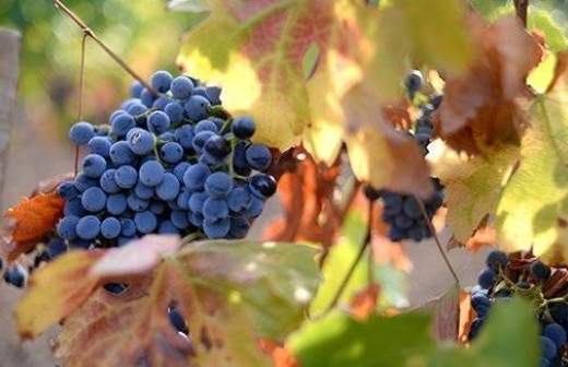 Участники форума ОНФ попросили поддержать отечественное виноделие