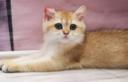 Кошка породы аравийский мау