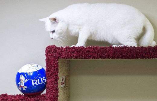 Эрмитажный кот Ахилл