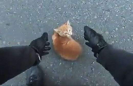 cat пожар в нижневартовске спас девушку