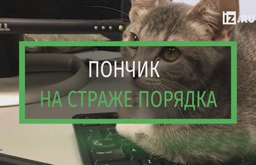 Кот в очках на машине. Смотреть фото Кот в очках на машине. Смотреть картинку Кот в очках на машине. Картинка про Кот в очках на машине. Фото Кот в очках на машине
