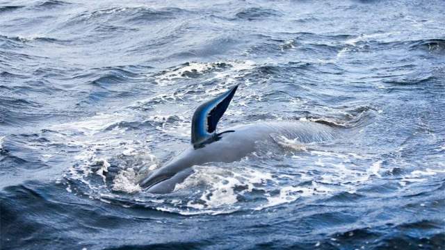 Почему дельфины выбрасываются на берег: причины и объяснения
