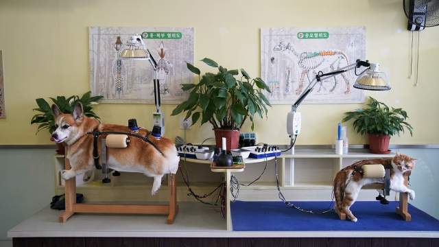 Акупунктура для животных в Китае