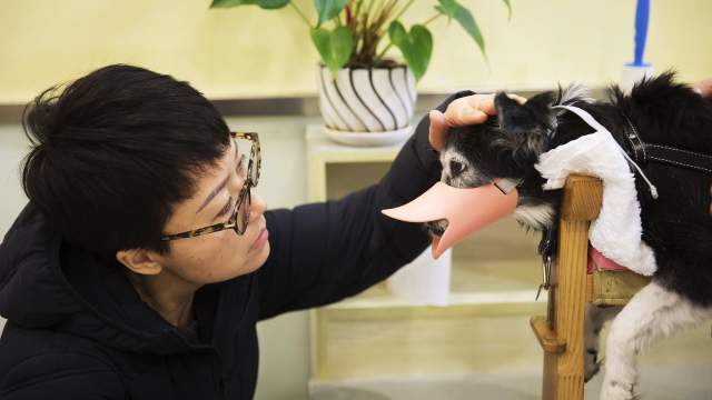 Акупунктура для животных в Китае