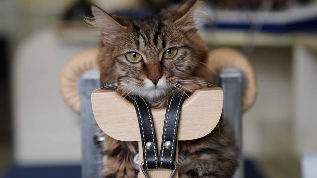 Акупунктура для животных в Китае