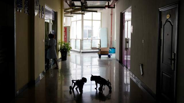 Акупунктура для животных в Китае