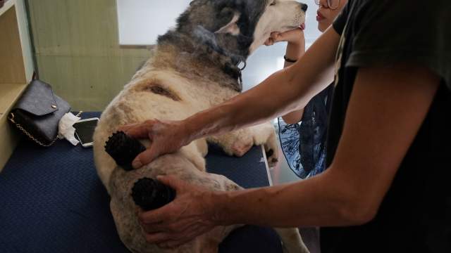 Акупунктура для животных в Китае