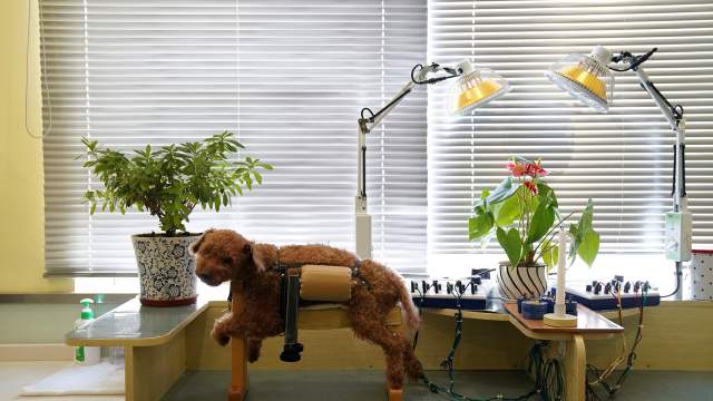 Акупунктура для животных в Китае