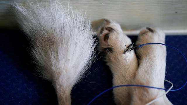 Акупунктура для животных в Китае