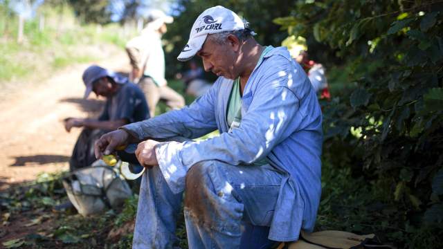 Кофейная плантация в Бразилии