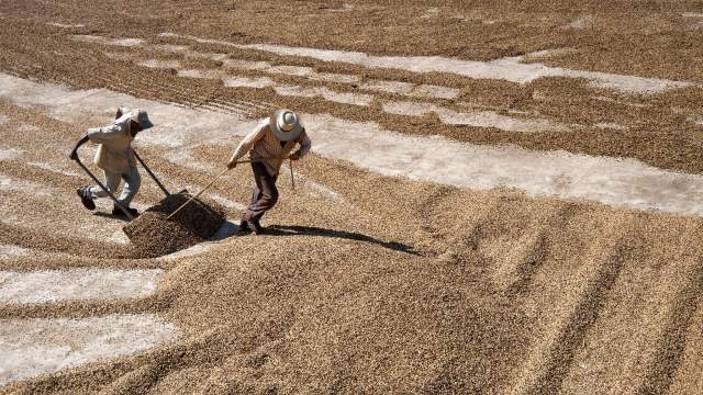 Кофейная плантация в Бразилии