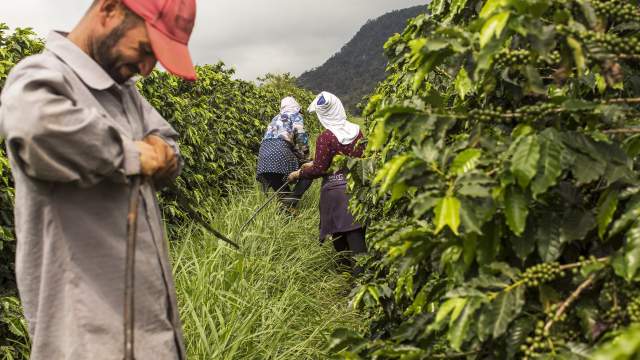 Кофейная плантация в Бразилии