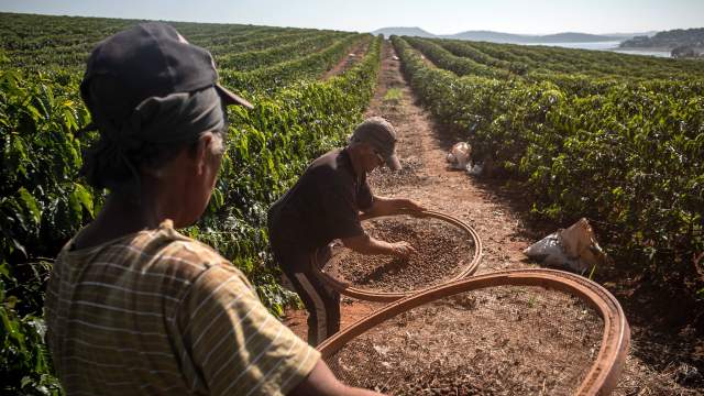 Кофейная плантация в Бразилии