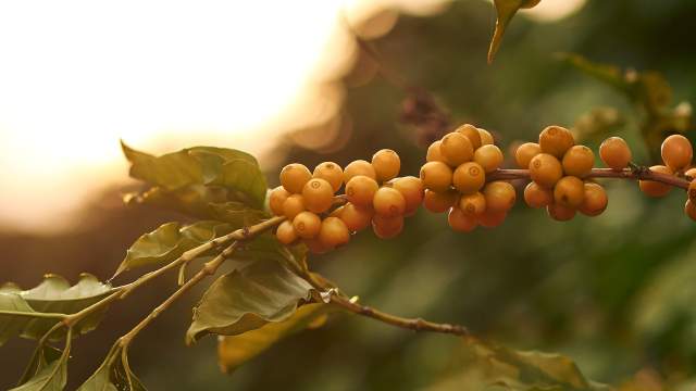 Кофейные зерна