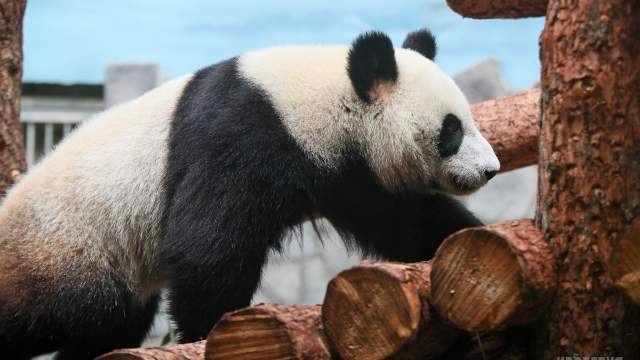 Панда в Московском зоопарке