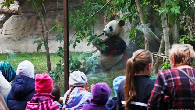 Панда в Московском зоопарке
