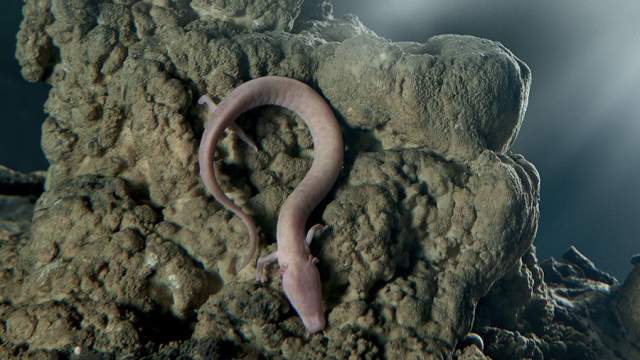 человеческая рыбка