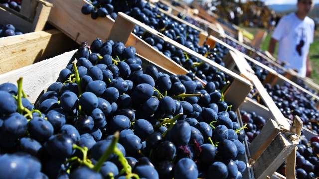 Фестиваль WineFest 