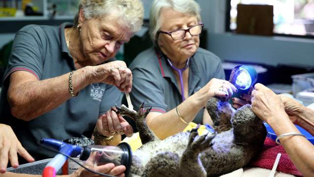 Госпиталь для коал в Австралии