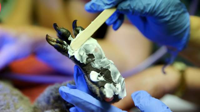 Госпиталь для коал в Австралии