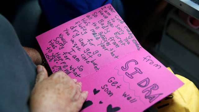 Госпиталь для коал в Австралии