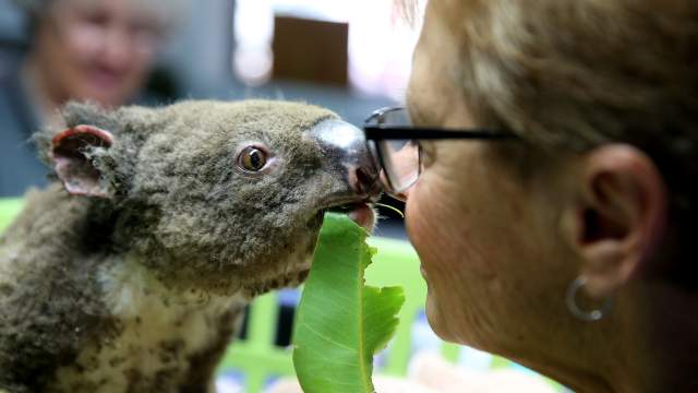 Госпиталь для коал в Австралии