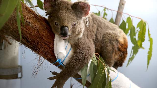 Госпиталь для коал в Австралии