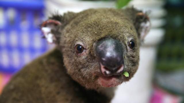 Госпиталь для коал в Австралии