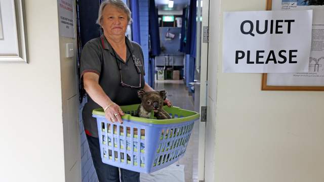 Госпиталь для коал в Австралии