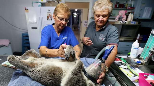 Госпиталь для коал в Австралии