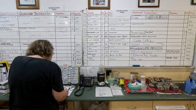 Госпиталь для коал в Австралии