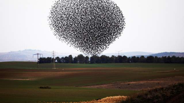 Миграция птиц в Израиле