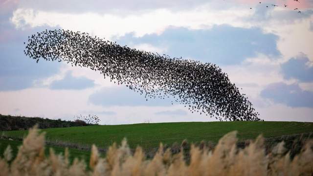 Миграция птиц в Израиле