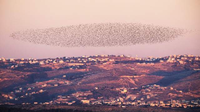 Миграция птиц в Израиле