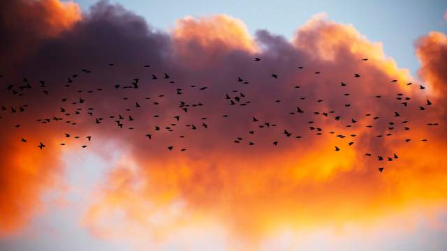 Миграция птиц в Израиле