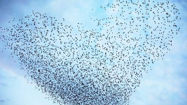 Миграция птиц в Израиле