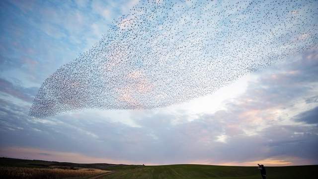 Миграция птиц в Израиле