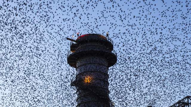 Миграция птиц в Израиле