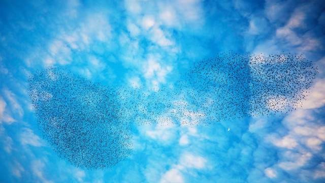 Миграция птиц в Израиле