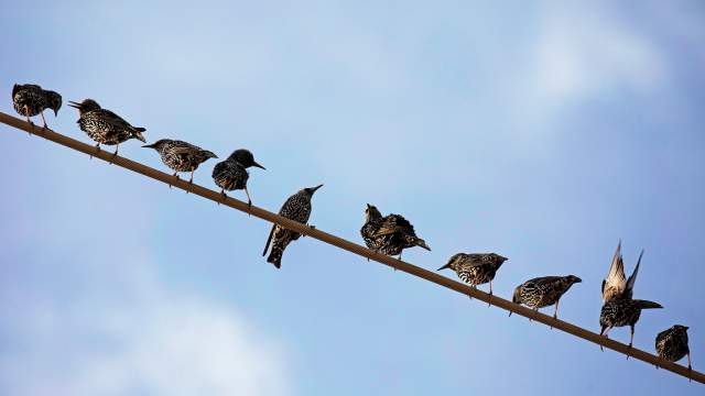 Миграция птиц в Израиле