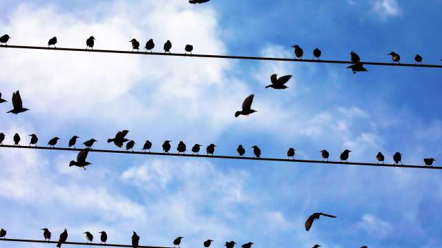 Миграция птиц в Израиле