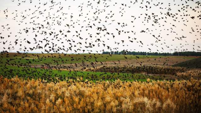 Миграция птиц в Израиле